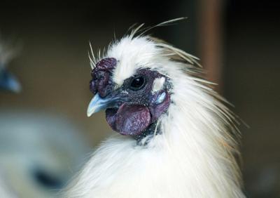 Silkie