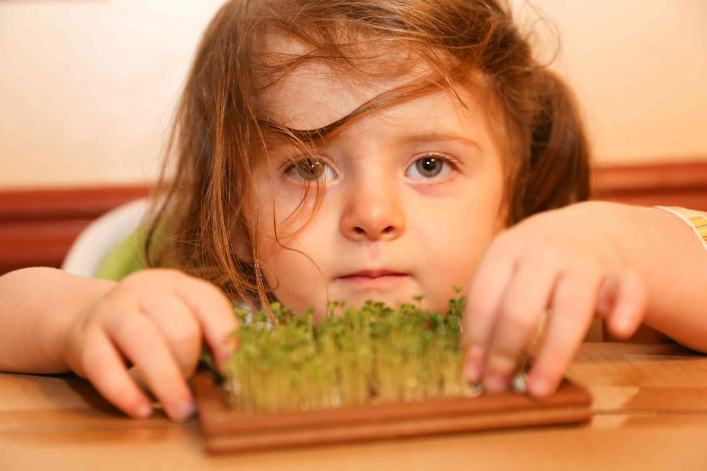 Sedlak's Daughter Grows Broccoli Sprouts