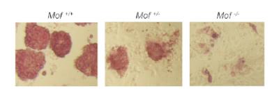Stem Cells With and Without Mof