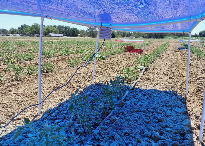 Blue light agrivoltaic experiment