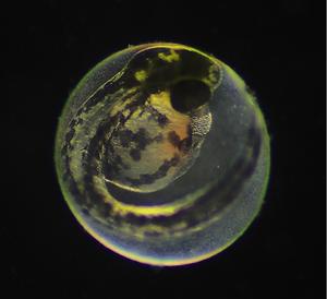 Zebrafish embryo