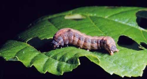 <i>Spodoptera littoralis</i>