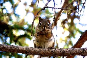 Red Squirrel