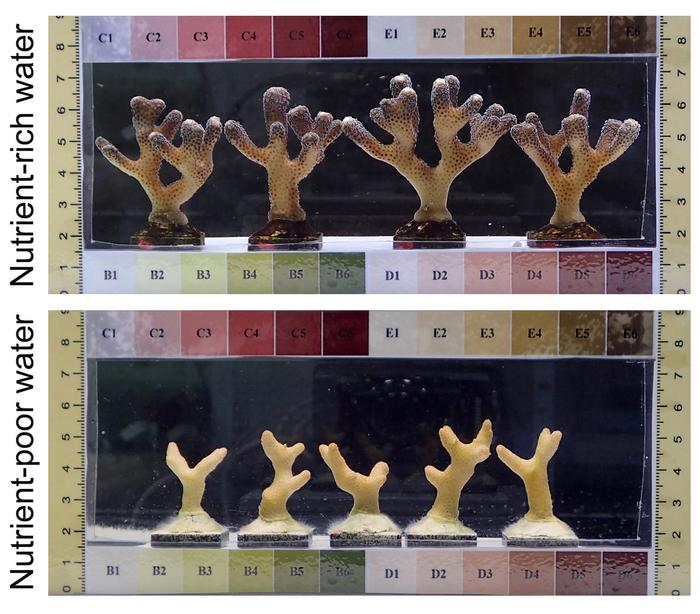 Growth of the experimental coral Stylophora pistillata