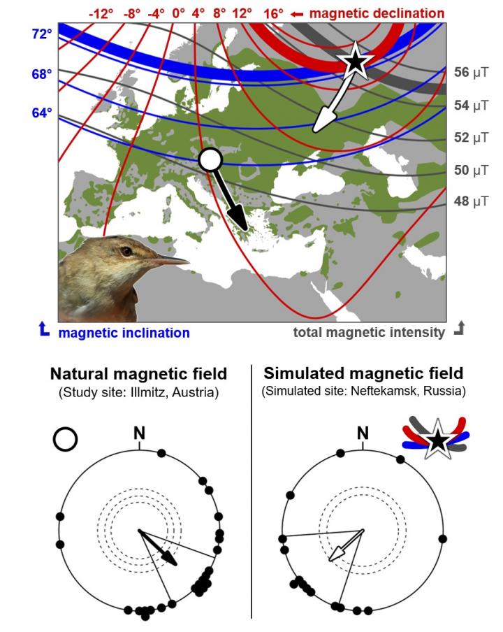 Map: Eurasian reed warbler breeding range and variation in geomagnetic signature