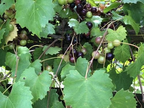 Muscadine Grapes