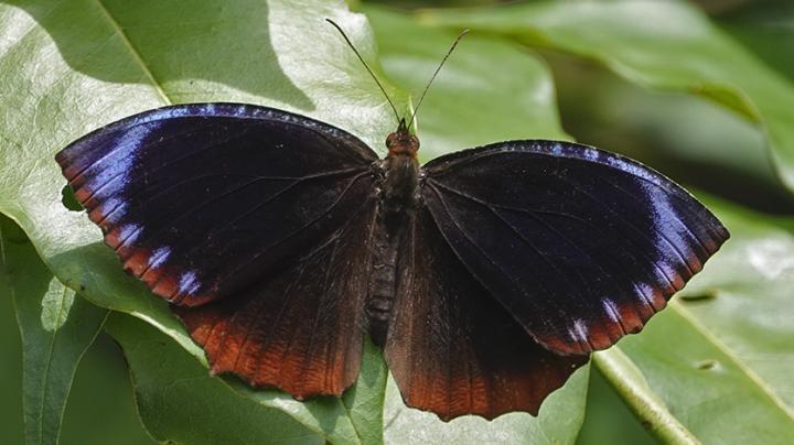 Male Elymnias hypermnestra