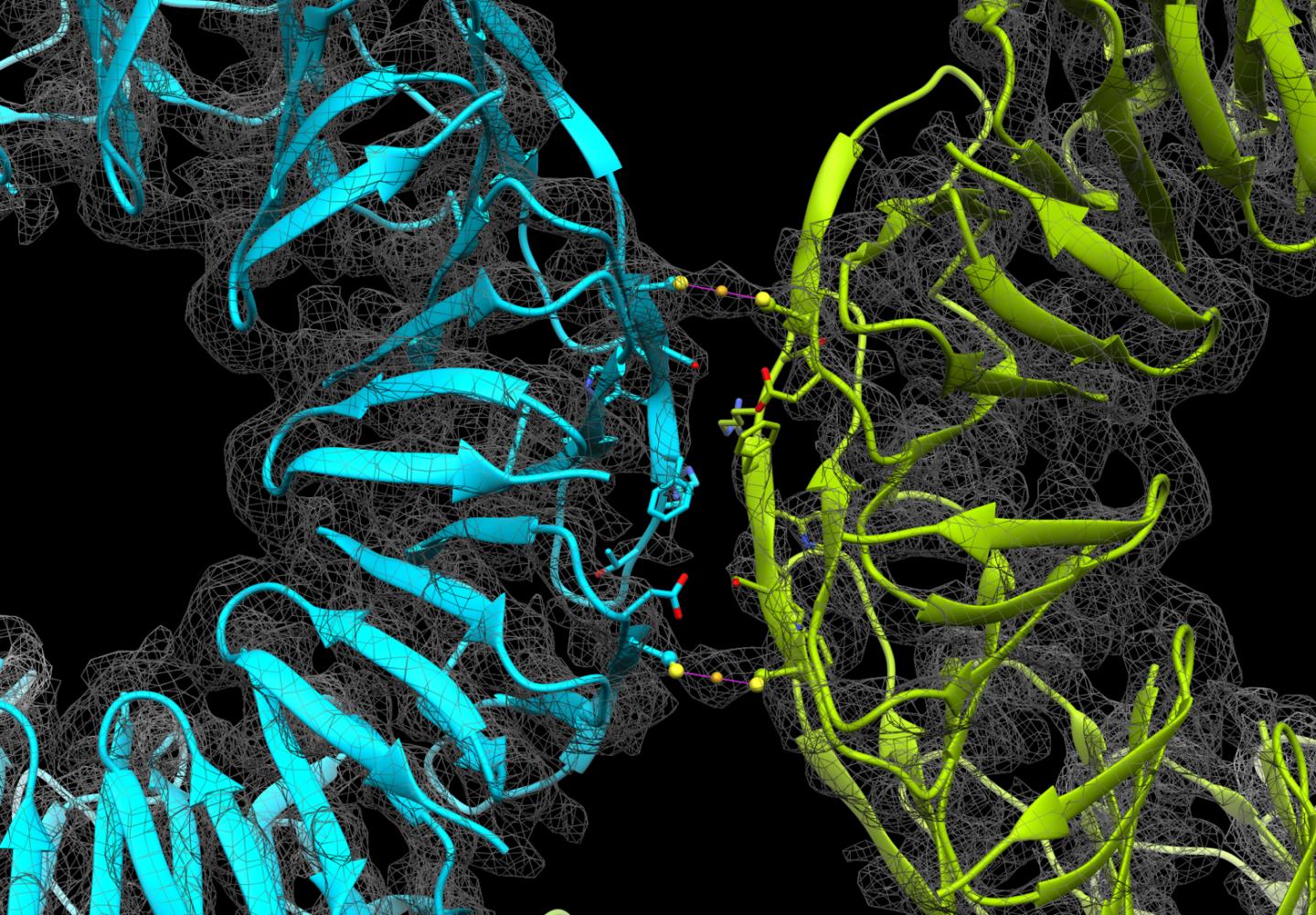 Gold Adds the Shine of Reversible Assembly to Protein Cages