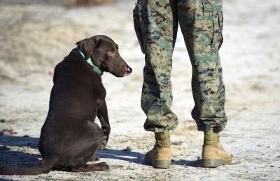 Top Dog Demo 2012 (2 of 2)