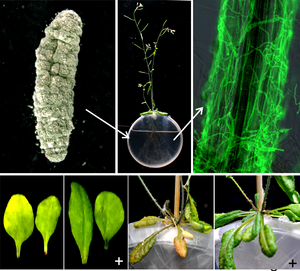 More to trade between plants and beneficial fungi?