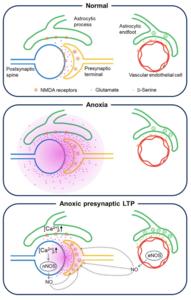 The aLTP process is activated when the brain is deprived of oxygen