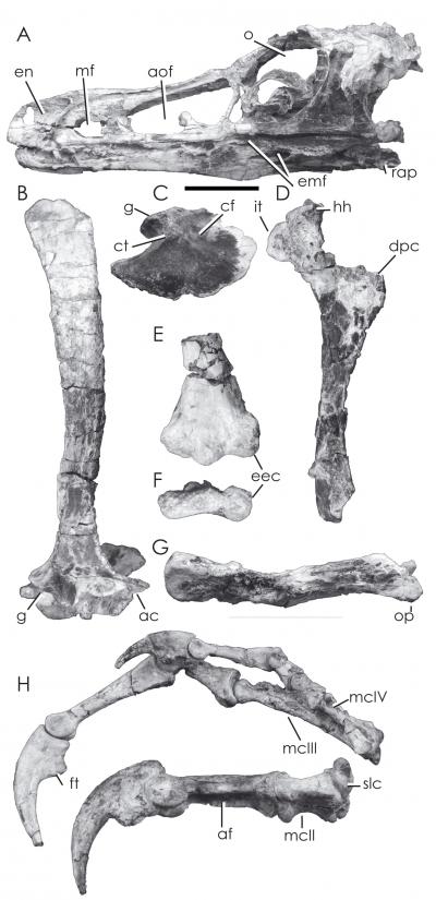 New Bipedal Dinosaur Illuminates Dino-Bird Link (3 of 3)