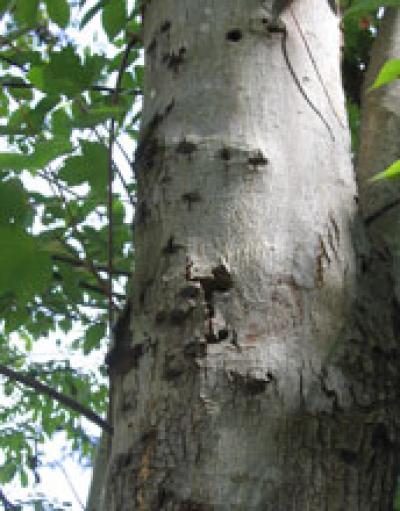 Photo of an Infested Worcester Maple