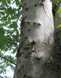 Photo of an Infested Worcester Maple