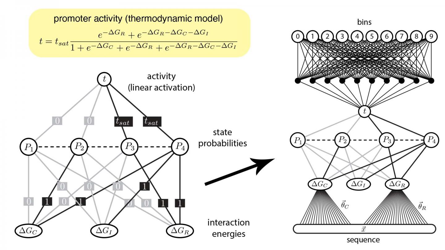 Artificial Neural Network Model