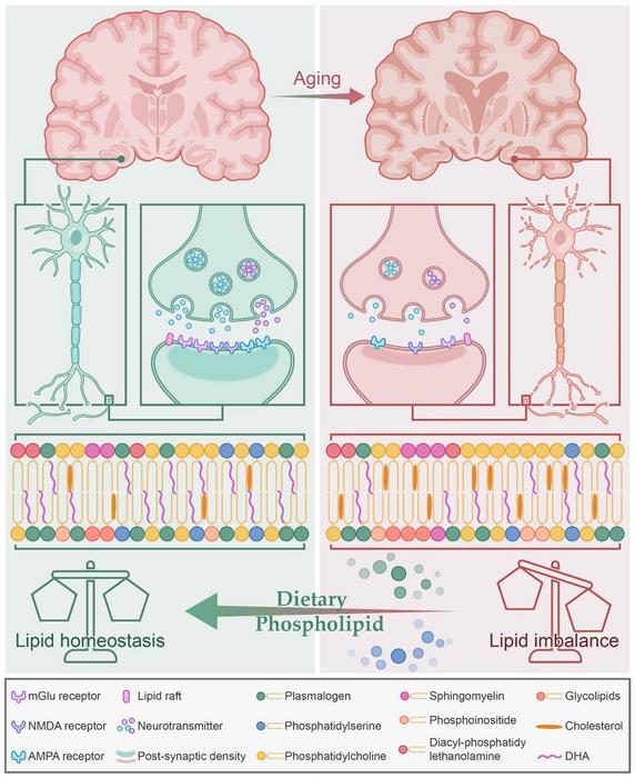 Dietary Phospholipid Intervention in the Prevention of Brain Aging by Maintain Lipid homeostasis