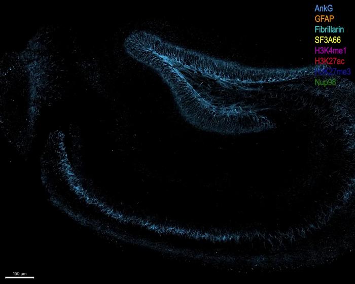 cycleHCR imaging of eight protein targets in a hippocampal slice