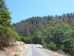 Dead Douglas-fir