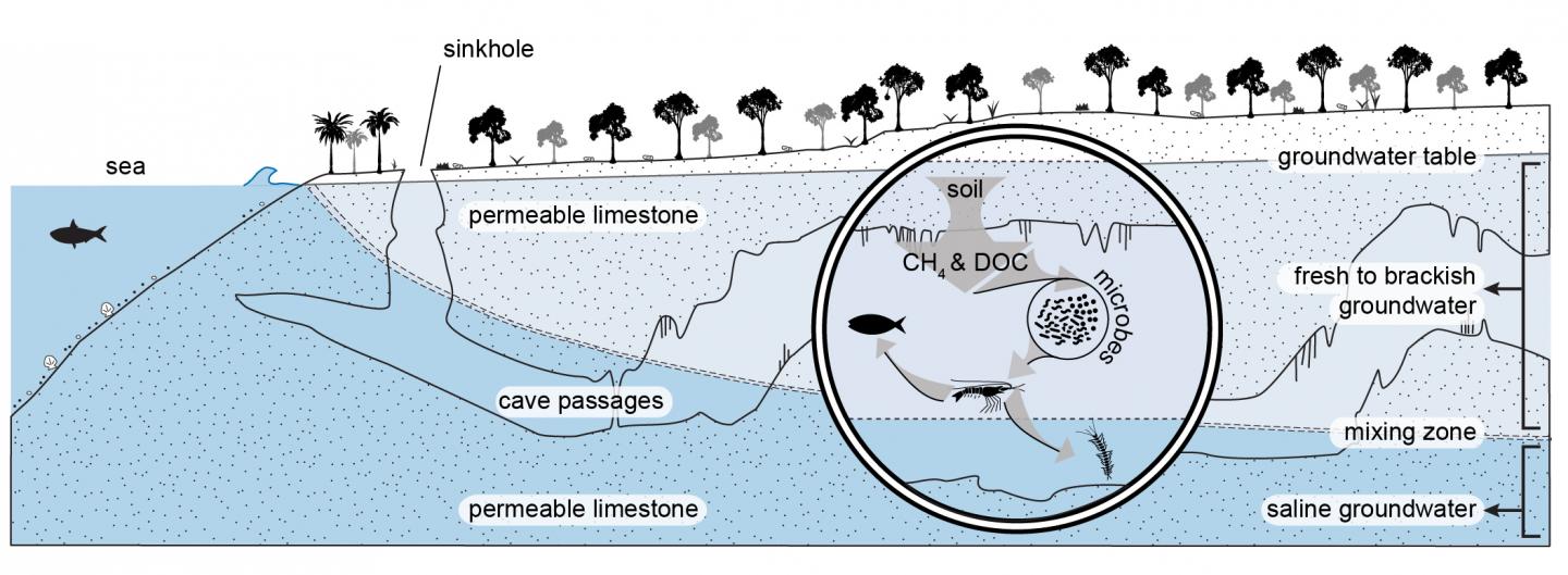 Ox Bel Ha Cave Cross-Section