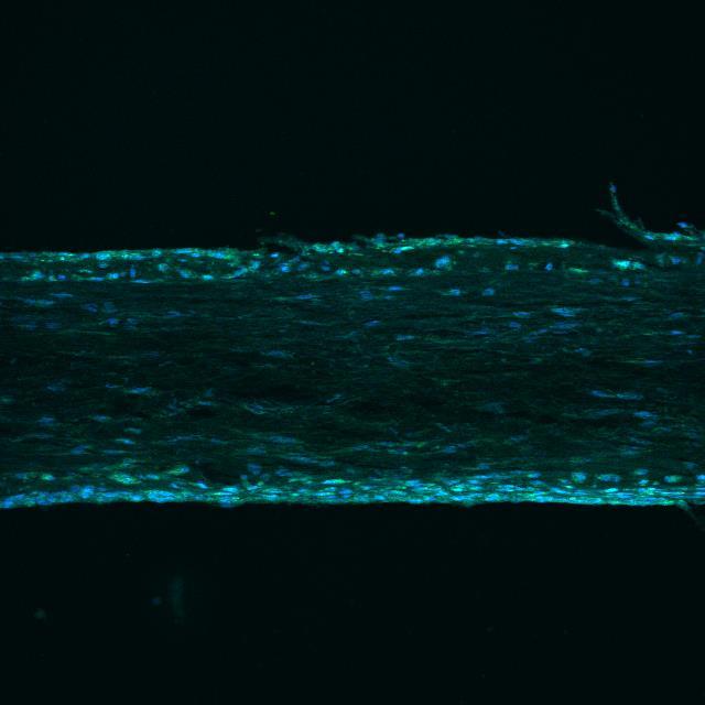 Cross-Section of Cells on Biphasic Nanofibers