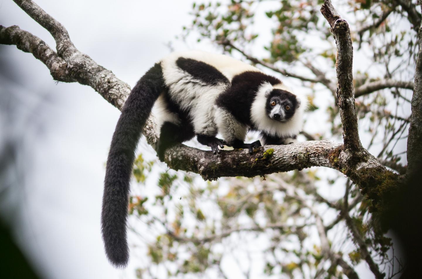 One of Madagascar's Lemurs