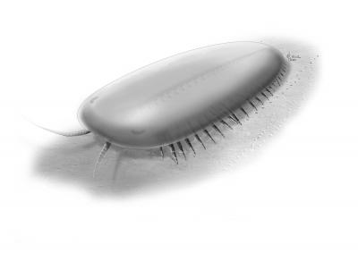 Tegopelte Reconstruction Illustration