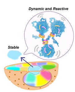 Nucleosomes, chromatin domains and chromosomes in nucleus