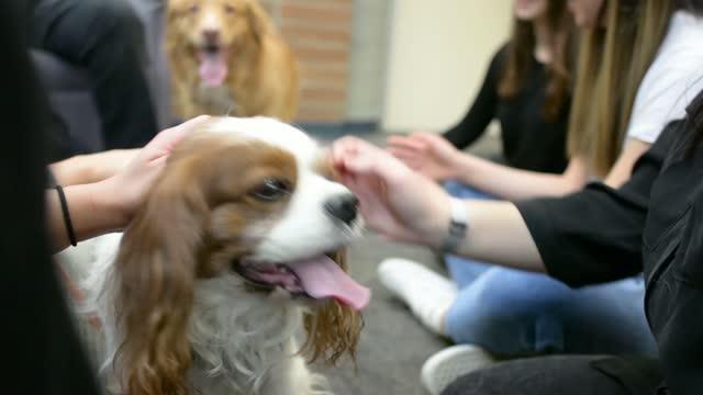 Sit, Stay, Heal: Therapy Dogs Really Do Help University Students