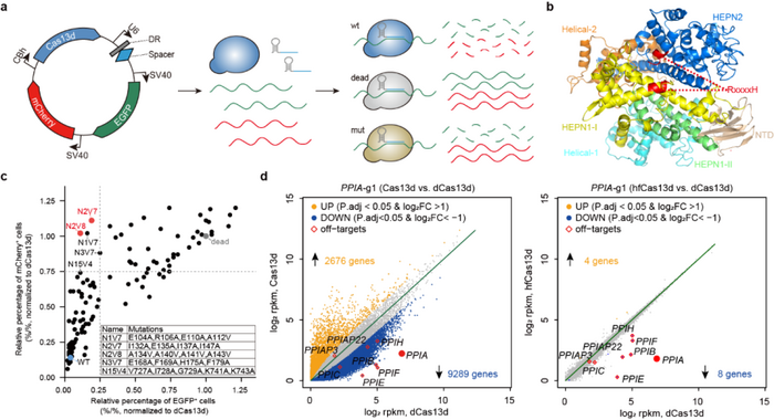 Design, screening, and characterization of engineered, high-fidelity Cas13 variants