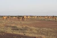 Camel Herds