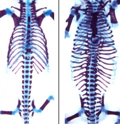 Mice with Normal Ribcage and with Extra Ribs Upon Activation of Hox6