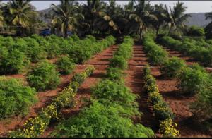 Marigold in moringa fields