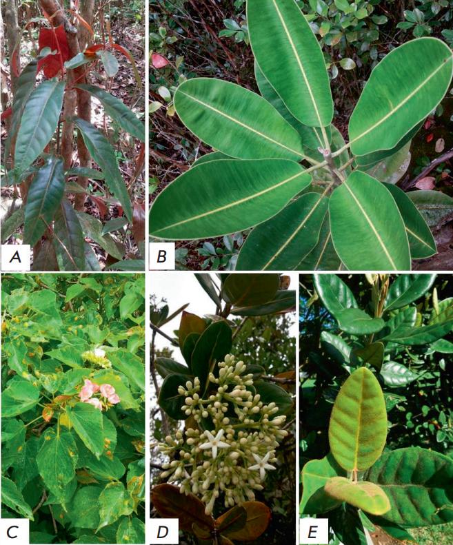 The Mauritian Endemic Medicinal Plants under Study