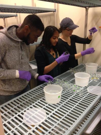 Students Prepare Treatment Solutions