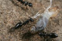 <i>Lepisiota</i> Killing a Termite