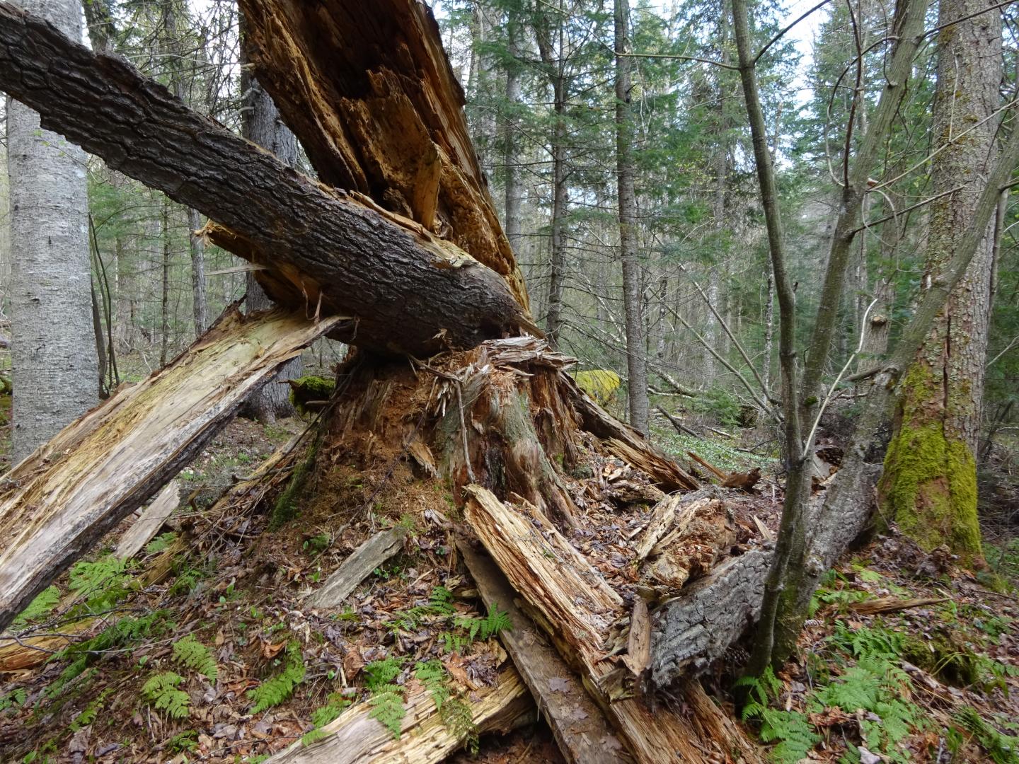 Older Forests Resist Climate Change