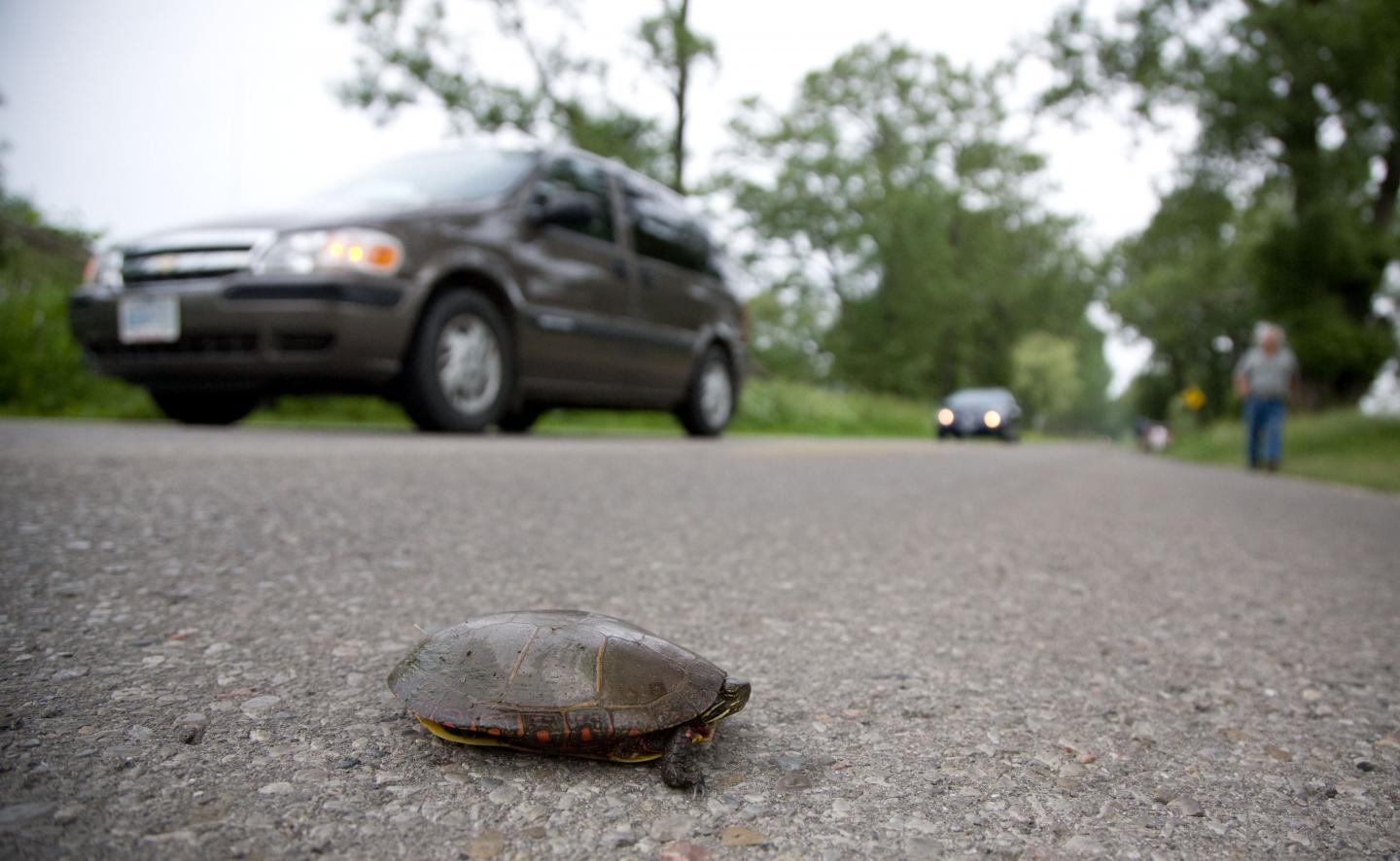 Turtle Crossing Ontario's Long Point Causeway, Lake Erie