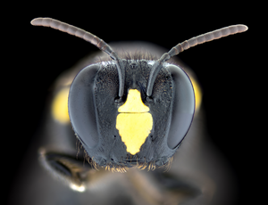 Australian bee