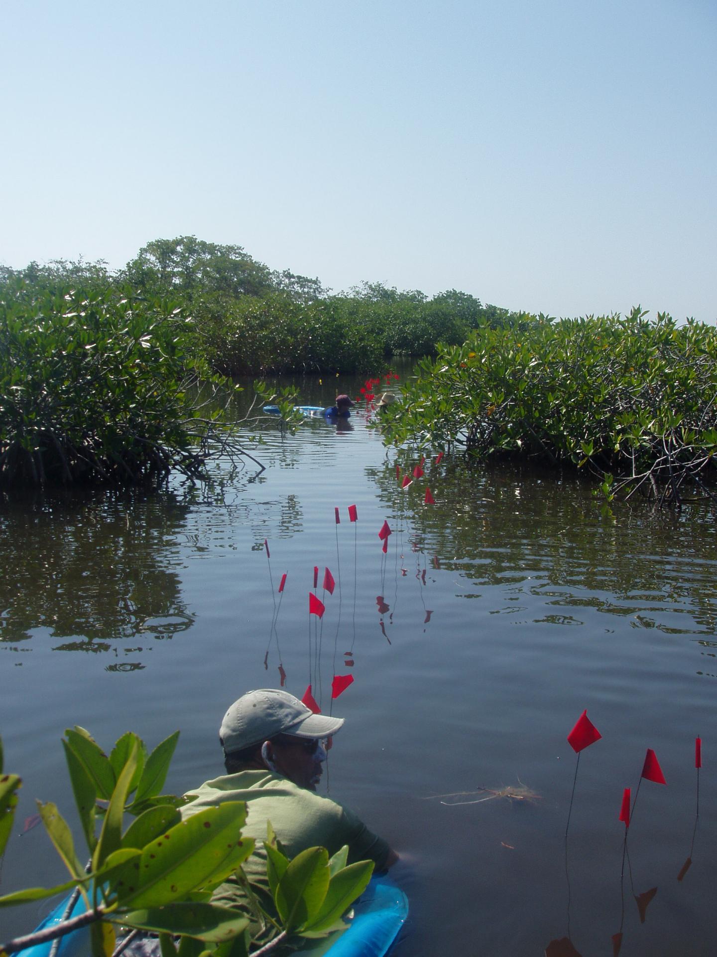 Archeologists Excavate the Ancient Maya Paynes Creek Saltworks
