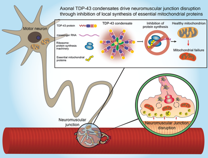 An illustration showing the TDP-43 protein destructively accumulating in motor nerve extensions, specifically in the neuromuscular junctions of ALS patients, where it traps messenger RNA molecules and prevents the synthesis of proteins essential to mitoch