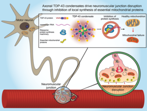 An illustration showing the TDP-43 protein destructively accumulating in motor nerve extensions, specifically in the neuromuscular junctions of ALS patients, where it traps messenger RNA molecules and prevents the synthesis of proteins essential to mitochondrial function.