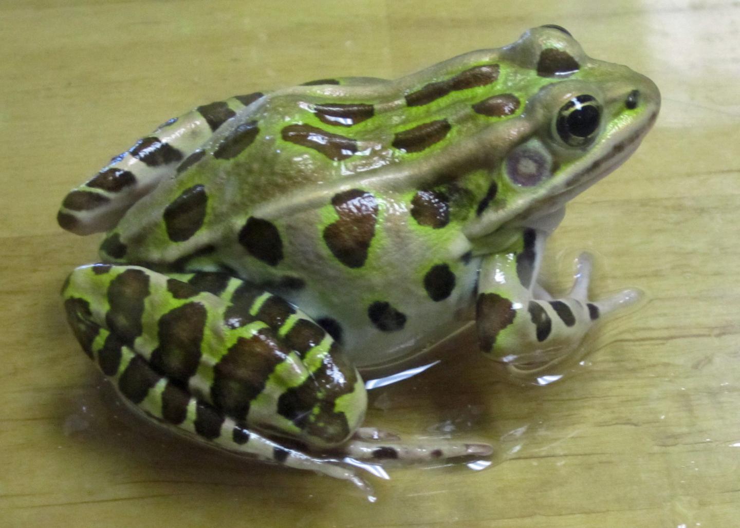 Leopard Frog