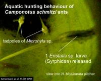 <i>Camponotus schmitzi</i> Hunting Fly Larva