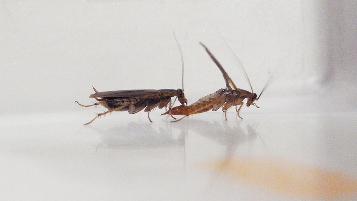Cockroach courtship involves chemical gift