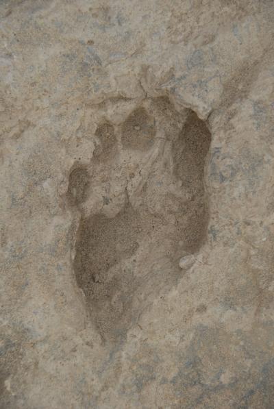 1.5 Million-Year Footprints Show Modern Stride (1 of 9)