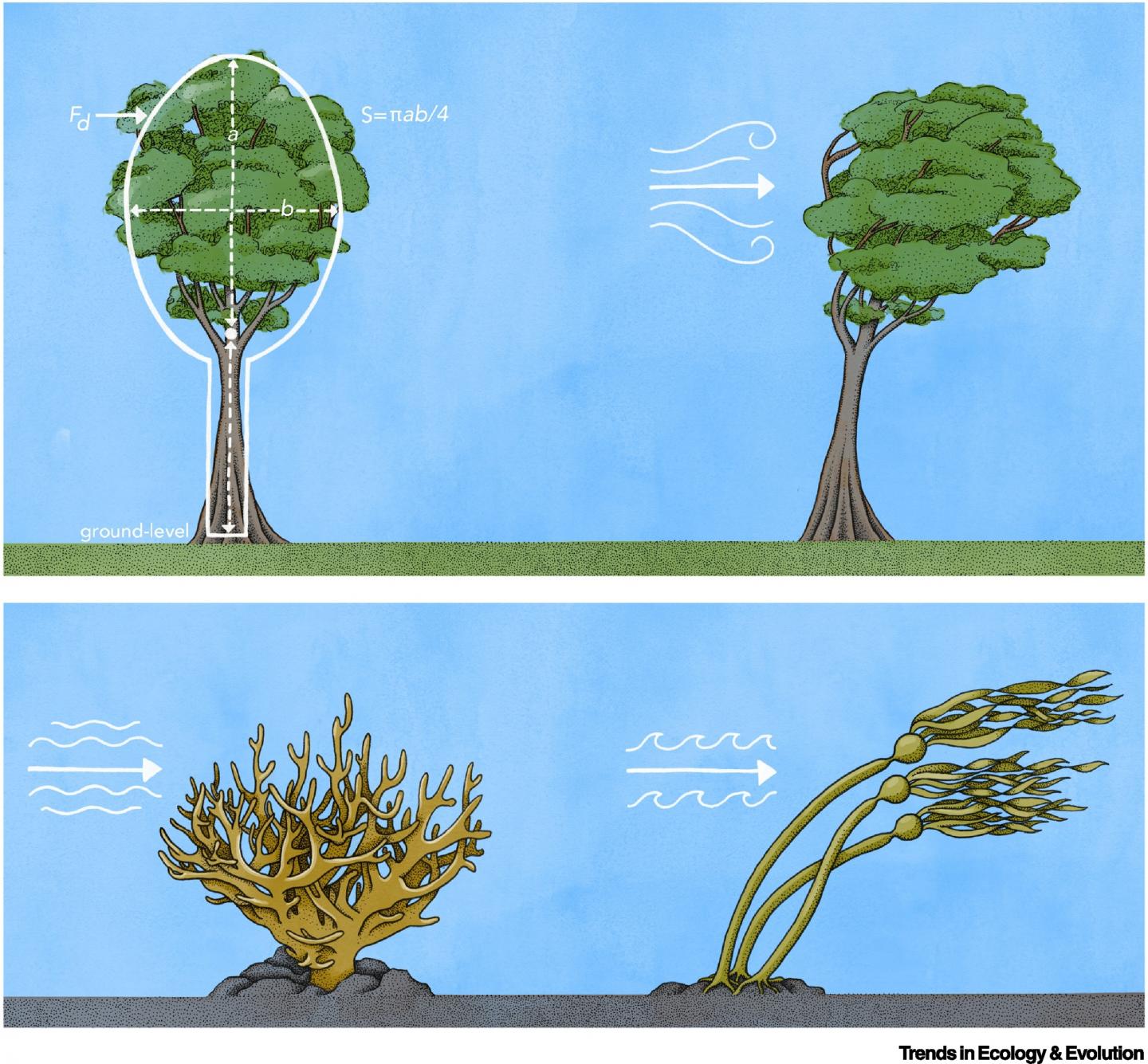 Illustration of Forces on Organisms