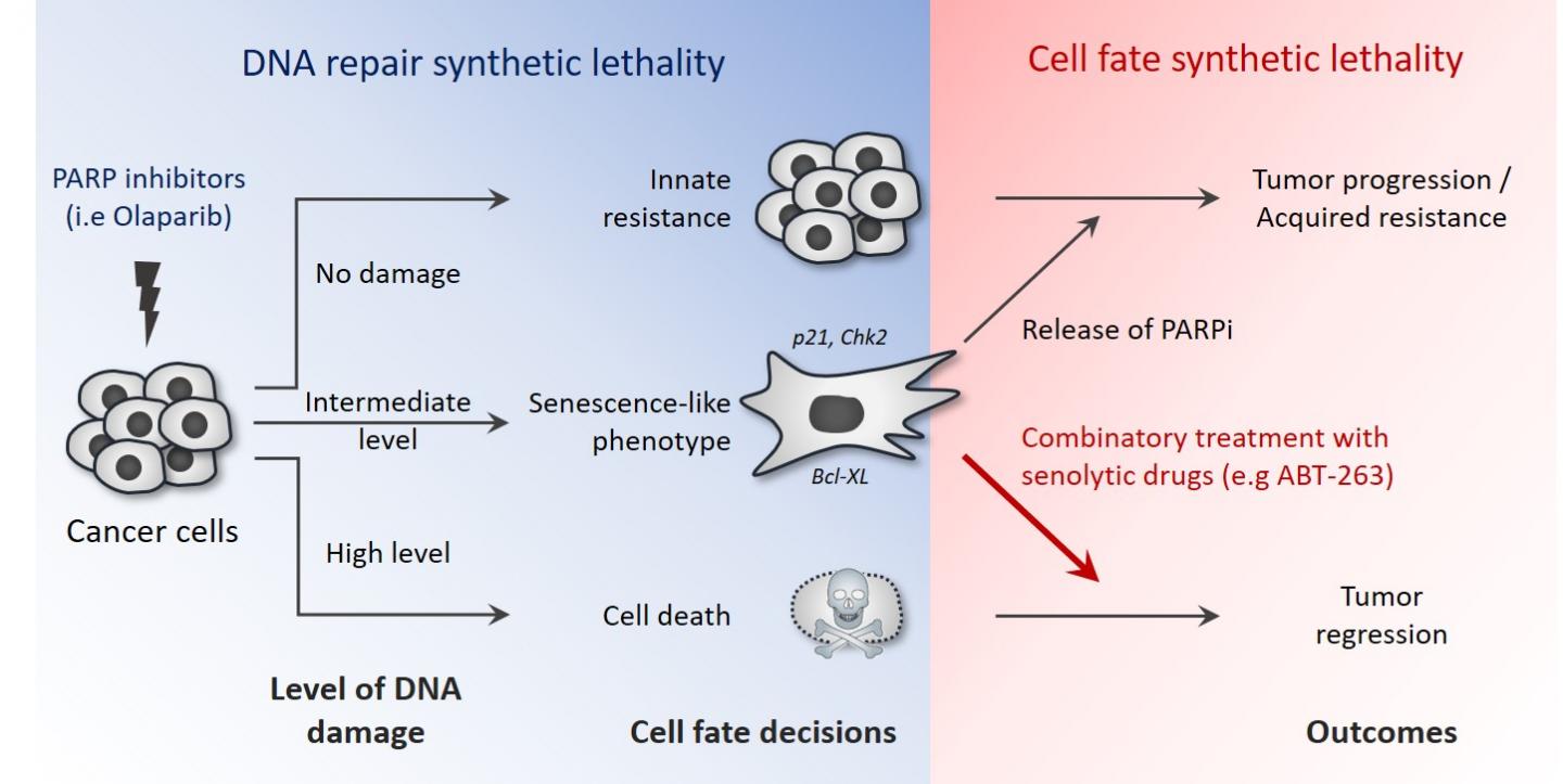 Model of targetable PARPi reversible senescence