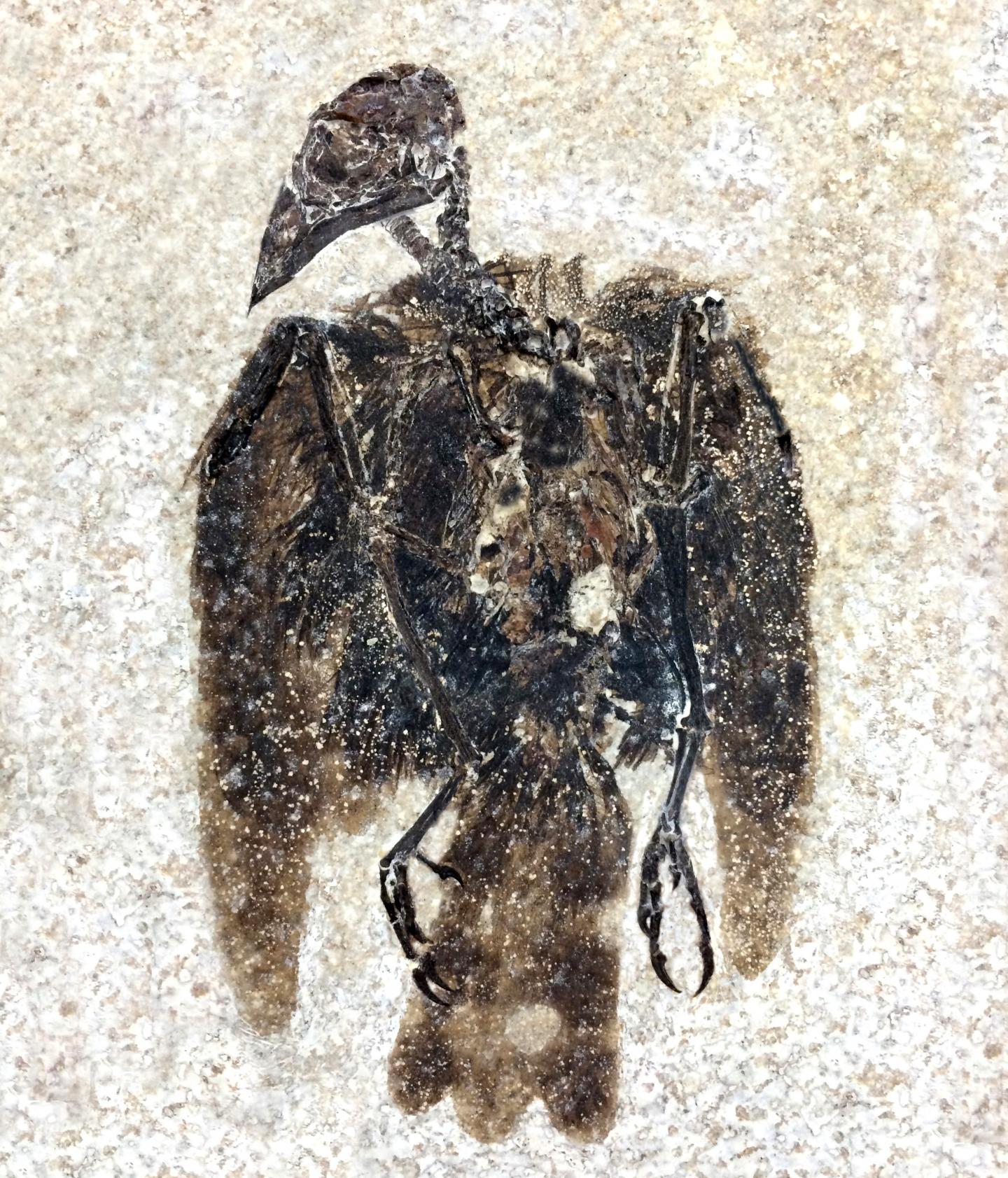 Fossil Bird