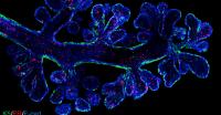 Imaging Reveals Intricate Structure Of Mammary Ducts