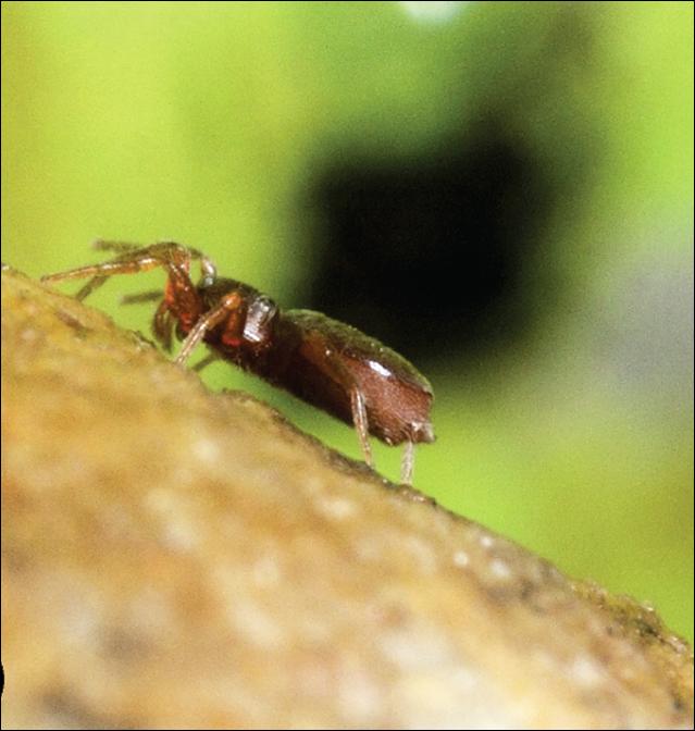 New Goblin Spider Species <i>Xestaspis kandy</i> 2